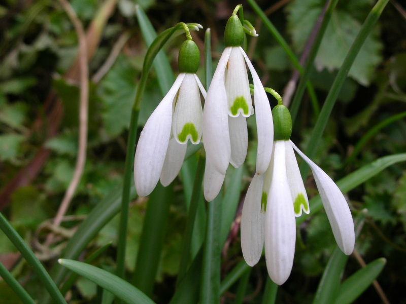 Galanthus nivalis / Bucaneve